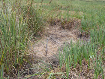 dried-out pond at Redgrave and Lopham Fen in September 2009