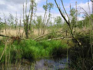 die-back of trees in the wet fen