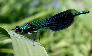 male banded demoiselle  A.Chick