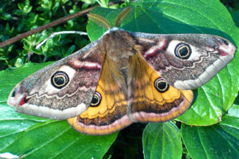 male Emperor moth